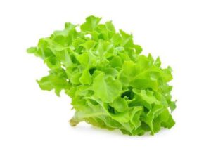 Green Oak Lettuce