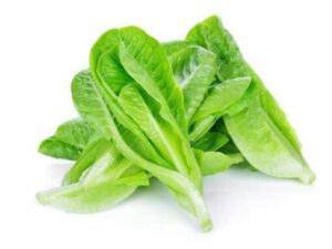 Cos Lettuce
